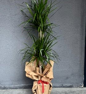 Marginata 2 Li Saksı Çiçeği